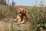 GOLDEN RETRIEVER 094